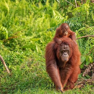 Borneo - Malesia - Sarawak